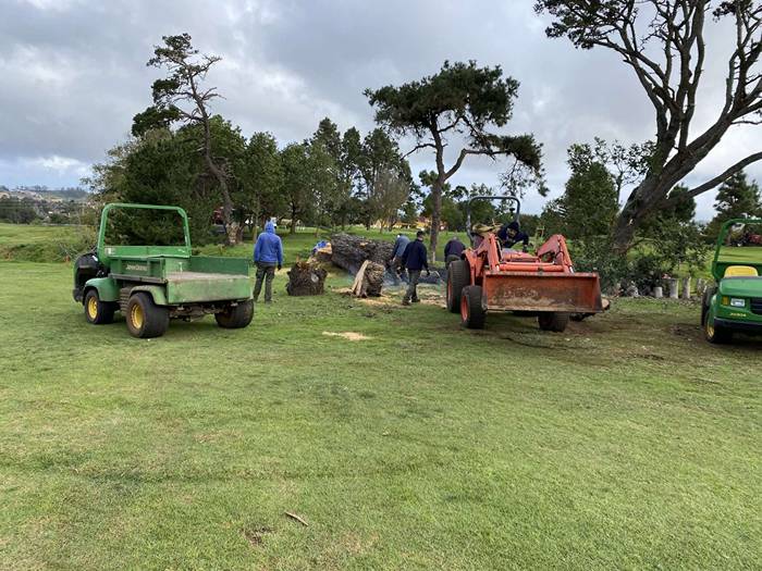 El Real Club de Golf de Tenerife pierde su árbol emblemático del hoyo 17.