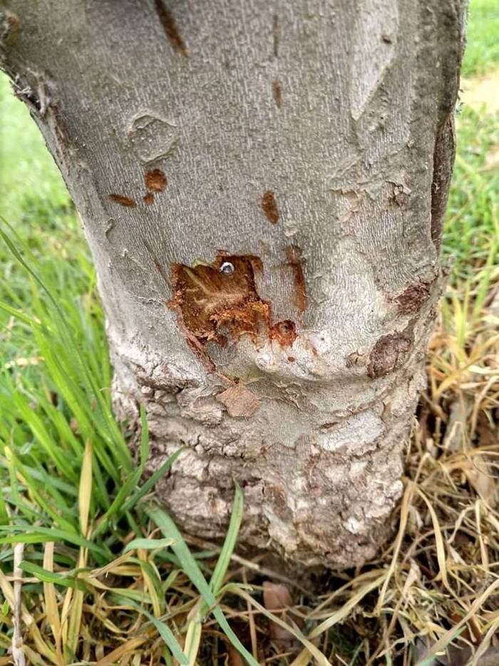 ¿Sabotaje en un campo de golf de Canarias?