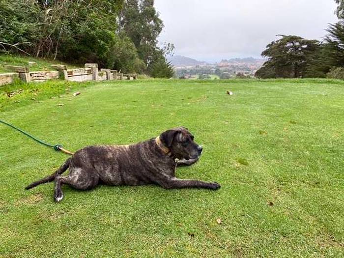 Chero, la “guardiana” del Real Club de Golf de Tenerife.