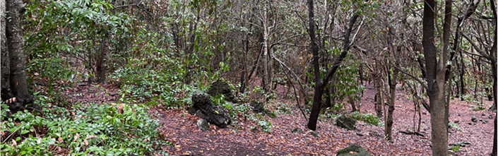 Los Tilos de Moya - Gran Canaria