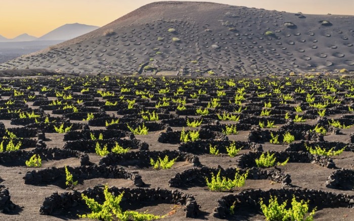Lanzarote sigue brillando con sus vinos en tres grandes concursos