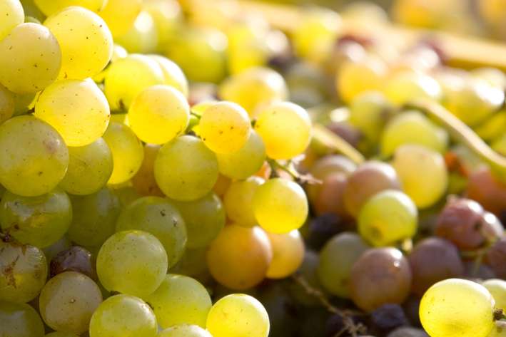 Vinos de lanzarote, concretamente uvas moscatel.