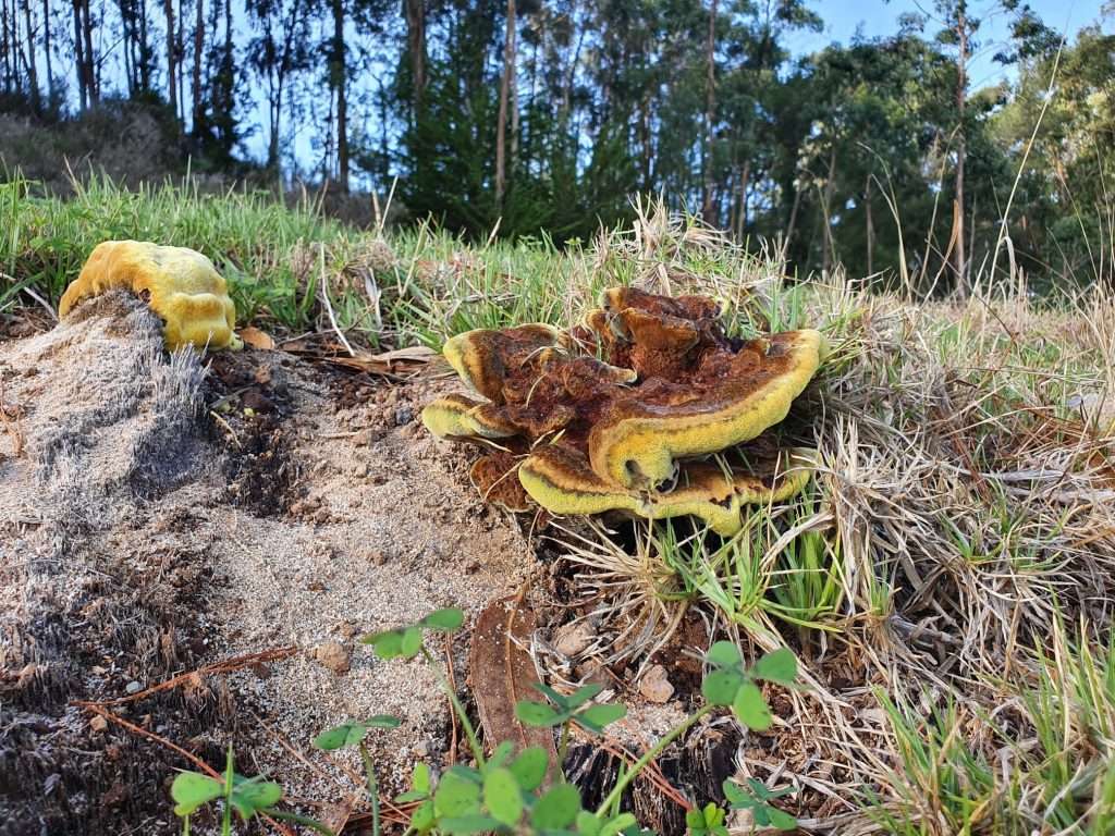 Setas y hongos en el Real Club de Golf de Tenerife