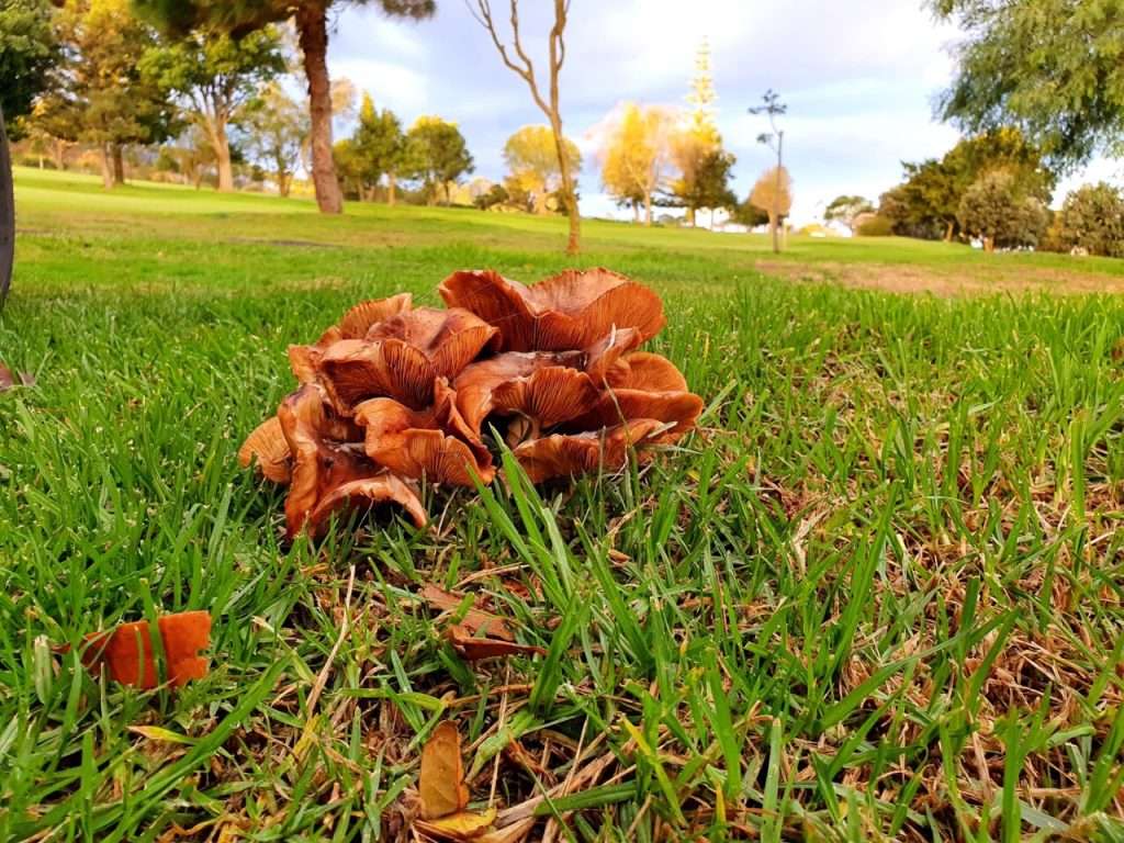 Setas y hongos en el Real Club de Golf de Tenerife 