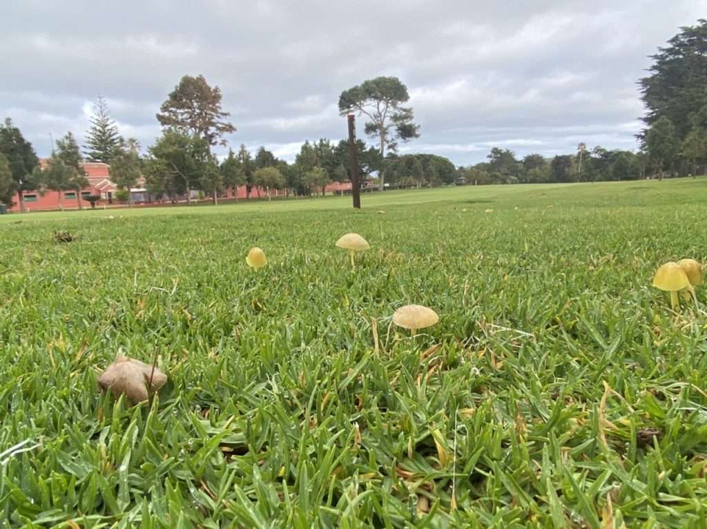 Setas y hongos en la calle del hoyo 1 del Real Club de Golf de Tenerife