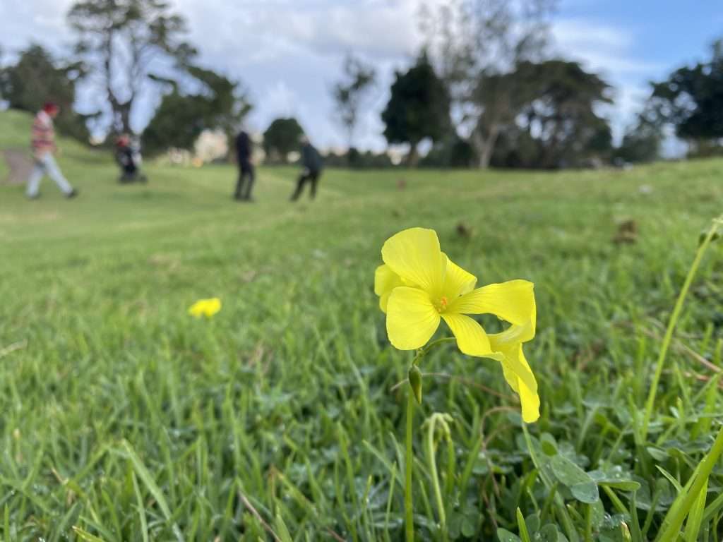 Planta en el Real Club de Golf de Tenerife 